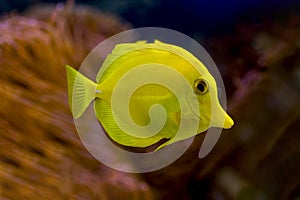 Bubbles, the yellow tang fish