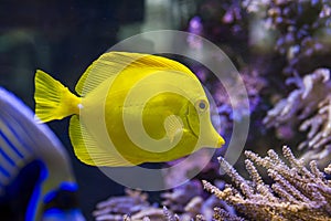 Bubbles, the yellow tang fish