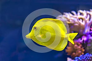 Bubbles, the yellow tang fish