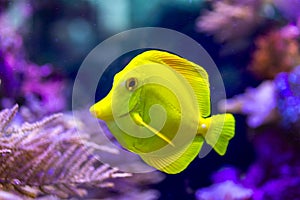 Bubbles, the yellow tang fish