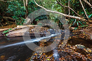 Bubbling creek in a rainforest.