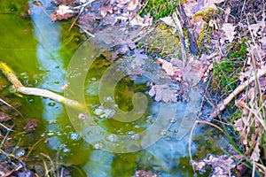 Bubbling dirty green stream pond in the forest dirty from slime and leaves