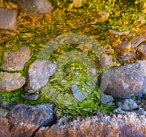 Bubbling freshwater green filamentous algae in rainwater running down rocks on Snake (Zmeiniy) Island