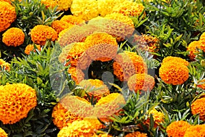 Bubbling mass of marigold blooms