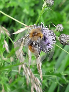 Buble bee on purple dispel photo