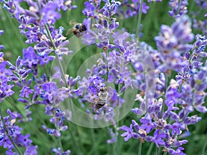 Bubmle bee in the rows of lavender