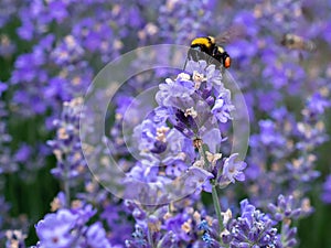 Bubmle bee in the rows of lavender