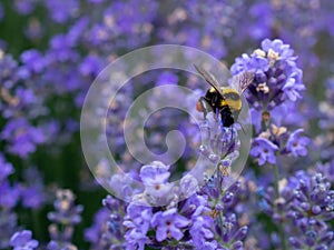 Bubmle bee in the rows of lavender