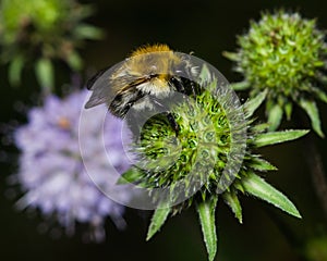 Bubmlebee on Devil`s-bit Scabious inflorescence completed flowering macro, selective focus