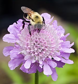 Bubmlebee on a Pincushion (Scabiosa)