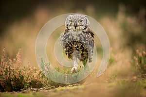 Bubo africanus into forest