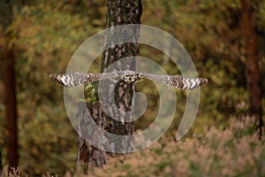 Bubo africanus, Spotted eagle-owl, Lake Kariba,