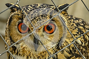 Bubo bengalensis or Bengal owl or Indian eagle owl is a species of strigiform bird in the family Strigidae
