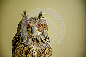 Bubo bengalensis or Bengal owl or Indian eagle owl is a species of strigiform bird in the family Strigidae photo