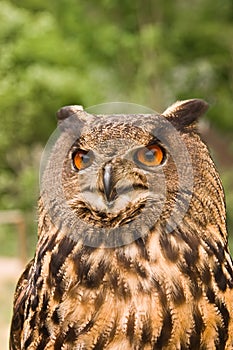 Bubo bubo