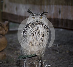 Bubo bubo Bufo-real domestic hunting bird, resting at the campfire, during a medieval event.