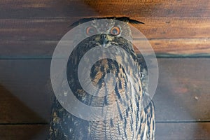 Bubo bubo eurasian eagle-owl portrait dark