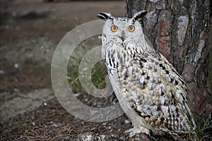 Bubo bubo Sibiricus - Siberian owl, is a species of bird Strigiformes in the family Strigidae