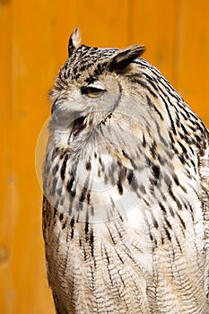 Bubo bubo sibiricus, Western Siberian eagle owl inhabits forest areas of Siberia