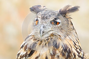 Bubo or eagle-owl bird quiet night hunter
