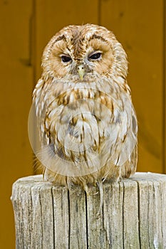 Bubo - Sleeping Owl in the Zoo