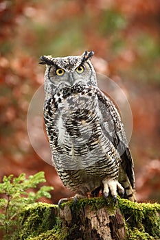 Bubo virginianus. Beautiful owl. He lives in North America.