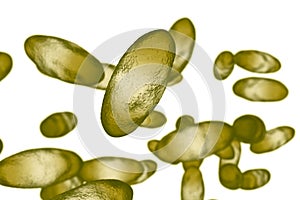 Bubonic plague bacteria Yersinia pestis photo