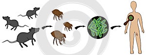 Bubonic plague. The scheme of infection with the plague bacterium: rat - flea - man. Vector illustration. Outline. Isolated.
