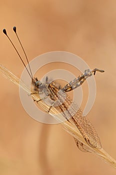 Bubopsis andromache - sleeping beauty