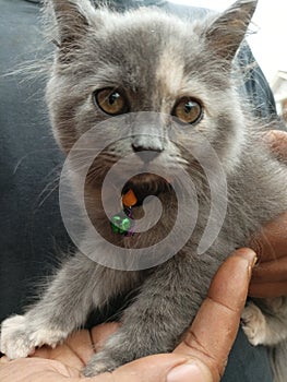 Bubu the kitten very cute cat