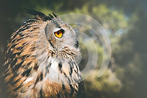 Bubububo, European Eagle Owl