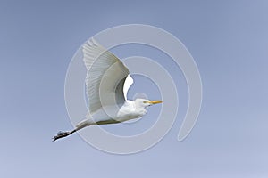 Bubulcus ibis, cattle egret