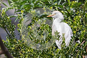 Bubulcus ibis, cattle egret
