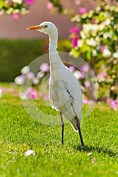 Bubulcus ibis walks on a lawn. Egypt.