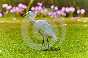 Bubulcus ibis walks on a lawn with green grass