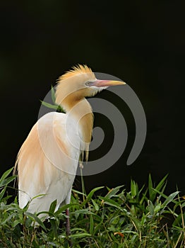 The Bubulus Ibis