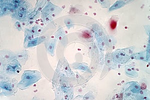 Buccal mucosa cell under the light microscope view