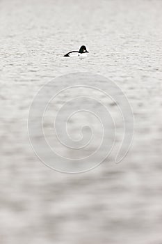 Bucephala clangula, Common Goldeneye