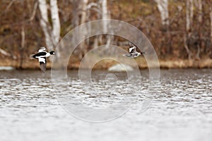 Bucephala clangula, Common Goldeneye