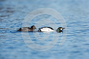 Bucephala clangula, Common Goldeneye