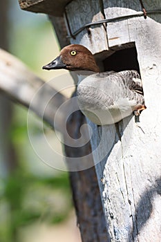 Bucephala clangula, Common Goldeneye