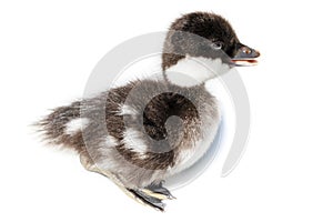 Bucephala clangula, Common Goldeneye