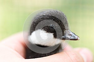 Bucephala clangula, Common Goldeneye