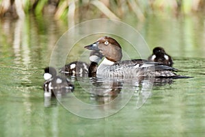 Bucephala clangula, Common Goldeneye