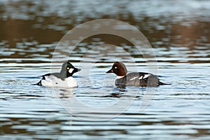 Bucephala clangula, Common Goldeneye