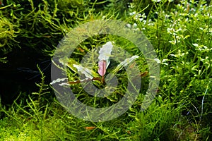 Bucephalandra and dense bush of java moss, aquatic plants in a beautiful freshwater ryoboku aquascape detail, Amano style