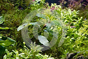 Bucephalandra grow in ryoboku aquascape, Amano and Dutch style planted aquadesign, bright LED light vivid color, aquatic swamp