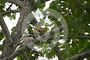 Buceros bicornis hornbill are feeding on tree