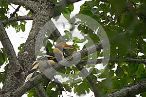 Buceros bicornis hornbill are feeding on tree photo