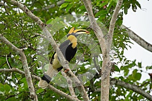 Buceros bicornis hornbill are feeding on tree